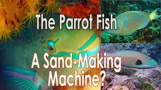 The Parrot Fish — A SandMaking Machine [upl. by Medardas]