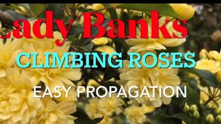 DIY Easy Propagating Lady Banks Climbing Roses Through Cuttings [upl. by Foote]