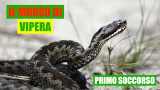 Il morso di vipera cosa fare e cosa non fare 🐍 [upl. by Farver187]