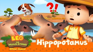 The HIPPOS are HUNGRY 🦛  Hippopotamus  Leo the Wildlife Ranger  compilation [upl. by Akenet]