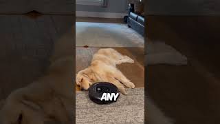 DOG VS VACUUM 🤯 [upl. by Ilyak]