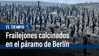 ¿Por qué es tan grave que se pierdan los frailejones por incendios en los páramos  El Tiempo [upl. by Namyac]