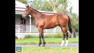 Magic Millions 2024 January  Lot 812  Spirit Of Boom x Jest Excel colt [upl. by Nylahs]