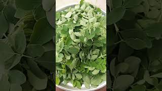 moringa oleiferagood for health  diabetes [upl. by Kelby]