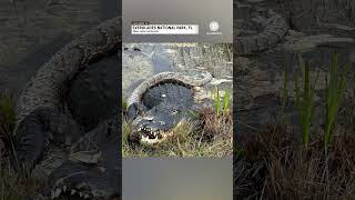 Alligator Devours Invasive Python in Florida [upl. by Edwina]