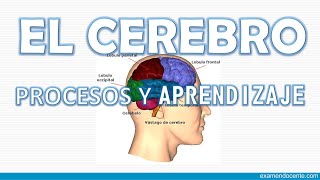 EL CEREBRO PROCESOS DE APRENDIZAJE  examen docente [upl. by Leesa388]