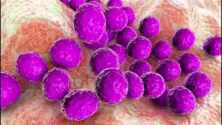 stock footage bacteria staphylococcus aureus staphylococcus epidermidis mrsa multidrug resistant bac [upl. by Anoval681]