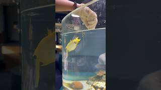 Feeding a Cowfish in New Caledonia shorts feed cowfish aquarium noumea [upl. by Oyr]