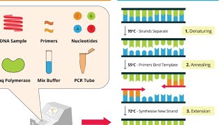 PCR  class 12 Biotechnology principles and process [upl. by Sigismund]