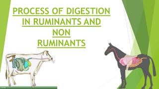 Digestion in Ruminants and Non Ruminants  Process of Digestion  Gastrointestinal Physiology [upl. by Lenor]