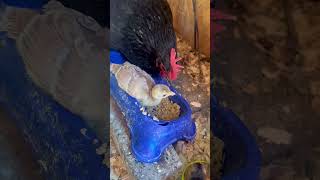 Cutest Peachick and Chicken mama peacock peafowl chickens chicks farmlife [upl. by Einnek443]