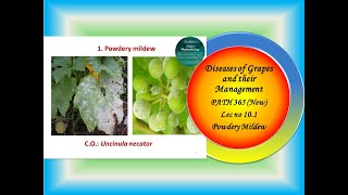 33 PATH 365 New Lec no 101 to 105 GrapesPowdery mdew Downy mildewAnthracnoseBacterial canker [upl. by Petrina]