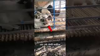 কিভাবে রাশিয়ান ছাগলের খামার গুলি সারের জন্য ছাগলের বর্জ্য ব্যবহার করে shorts [upl. by Peper337]