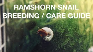 HOW TO BREED RAMSHORN SNAILS [upl. by Soracco]