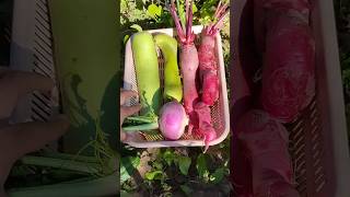 Organic Loki mooli salgam aur gobhi ki harvest organicharvest winter organicvegetables shorts [upl. by Eneryt604]