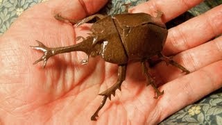 カブトムシを切り折り紙で作ってみよう Lets make a kiriorigami rhinoceros beetle [upl. by Elsy]