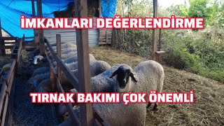 🌿 Koyunlar İçin Otluk ve Tırnak Bakımı 🌿 [upl. by Nwahsak]