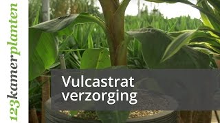 Vulcastrat verzorging ideaal voor jouw kamerplant  123kamerplanten [upl. by Romy]