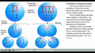 Aneuploidy and polyploidy animation [upl. by Ieppet]