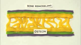 Intramembranous Ossification [upl. by Hecklau]