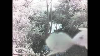 Eastern Spotbilled Duck in Stream Caught on Trailcam at Dusk [upl. by Bowden]