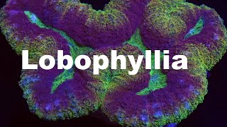 Lets talk corals Lobophyllia [upl. by Yzeerb]