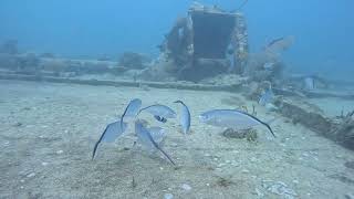 Bluehead Wrasse cleaning Bar Jacks [upl. by Aleunam9]