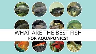 What are the best fish for Aquaponics [upl. by Oiziruam405]