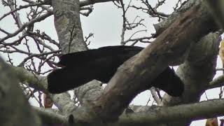 A New Caledonian crow using a hooked tool to extract food [upl. by Htbazile]