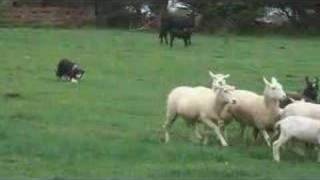 Border Collie Herding Sheep [upl. by Celesta899]