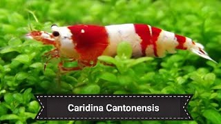 Caridina cantonensis  Capitulo 1 Acuario y parametros [upl. by Mali]