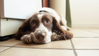 The Role of English Springer Spaniels in Search and Rescue Missions [upl. by Popper]