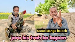 Aseel jora lagany ka tariqa by ustad Mangu Baloch [upl. by Kirima525]