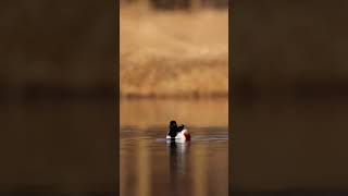 Northern Shoveler shortvideo shorts bird duckhunters nature naturelovers ducks [upl. by Sari69]