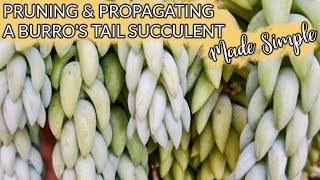 Pruning amp Propagating a Burros Tail Succulent Sedum Morganianum Donkeys Tail  Joy Us garden [upl. by Ahseniuq]