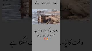 Zulam kbhi laut kr ata Hy viralvideo foryou shortsvideo shorts [upl. by Atteuqihc388]