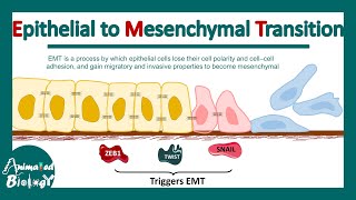 Epithelial to Mesenchymal Transition  EMT  Molecular mechanism of EMT  significance of EMT [upl. by Nosna]