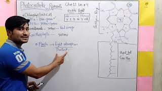 Photosynthetic pigments fsc 11 lec4 by Irtisamsbiology [upl. by Cannell]