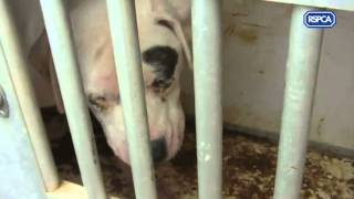 Man admitted keeping 173 dogs in appalling conditions sentenced [upl. by Kolnos]