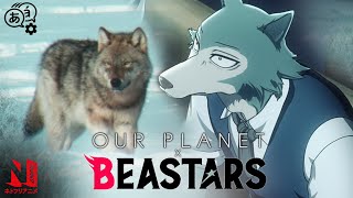 BEASTARS x Our Planet The Gray Wolf  Anime Meets LiveAction  Netflix Anime [upl. by Gemina257]