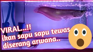 ikan sapu sapu makan udang dan jangkrik hingga tewas [upl. by Avigdor]