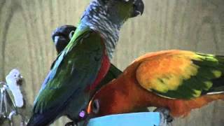 sun conures and crimson bellied conures together [upl. by Tavis]