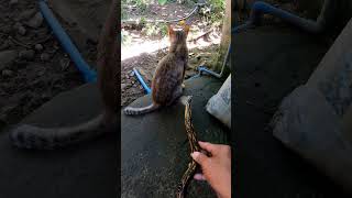 rubber snake prank shorts shortsvideo snakeprank viral trending [upl. by Livesay312]