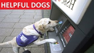 HELPFUL DOGS  Funny Dog Videos Compilation  Funny Dogs [upl. by Buine]