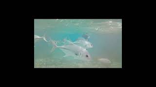 4k Caye Caulker Belize Island and Underwater Tour March 24 [upl. by Olly]