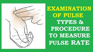 EXAMINATION OF PULSE PHYSIOLOGY  INFO HUB [upl. by Miranda]