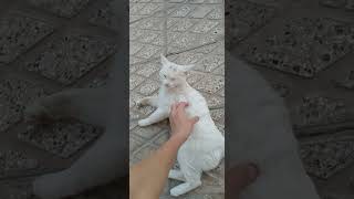 This cat likes to be pettedcat funny [upl. by Yehudi]