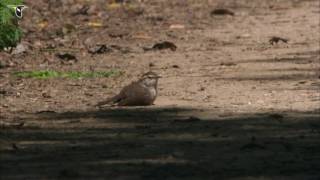 Bewicks Wren Takes a Dust Bath [upl. by Isdnyl732]