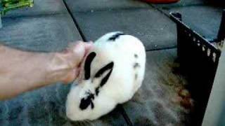 Dalmatian Rabbit [upl. by Airpac]