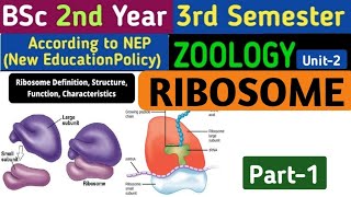 BSc 2nd Year 3rd Semester Zoology Unit 2Types of RibosomeStructure of RibosomeRibosome in Hindi [upl. by Oicam]